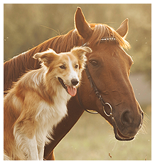 Dog and Horse Dog and Horse