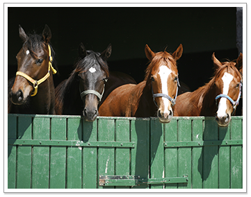 Horses