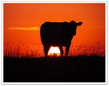 Cow At Sunset