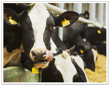 Cows